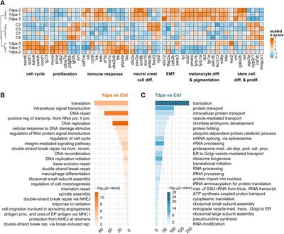 Canonical Wnt and TGF-β/BMP signaling enhance melanocyte regeneration but suppress invasiveness, migration, and proliferation of melanoma cells